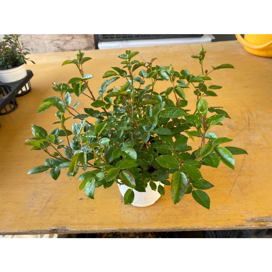 ミニバラ 'グリーンアイス' 5号鉢植え 四季咲き バラ苗 : 大神ファーム