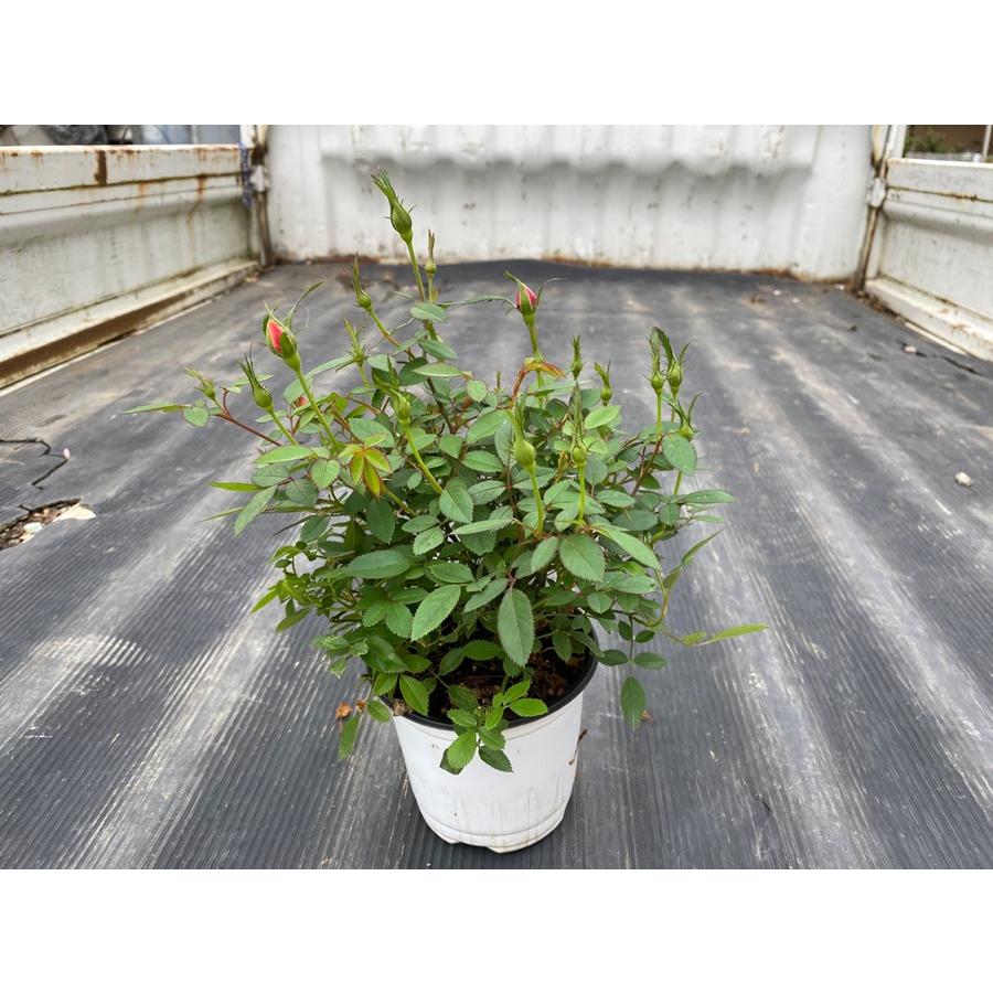 ミニバラ 'モカ' 6号鉢植え 四季咲き バラ苗（接木苗） : 大神ファーム