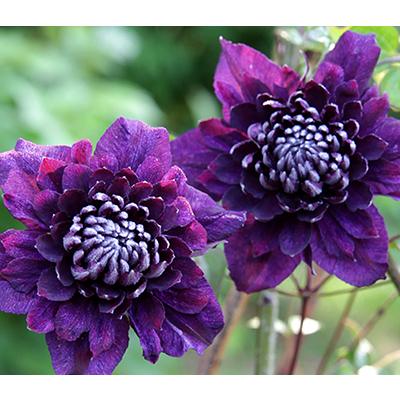 2026年2月】シルバーリーフのおすすめ人気ランキング - Yahoo!ショッピング