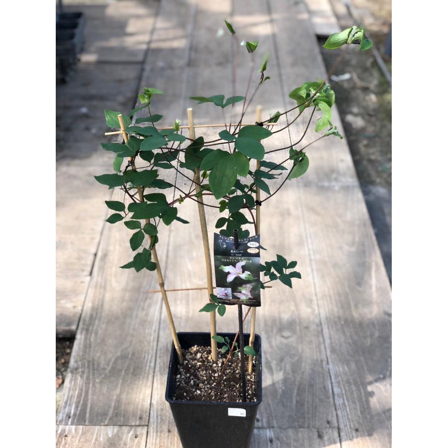 クレマチス 'あわい' PVP 系統：テキシンセス、ビオルナ系 7号鉢植え