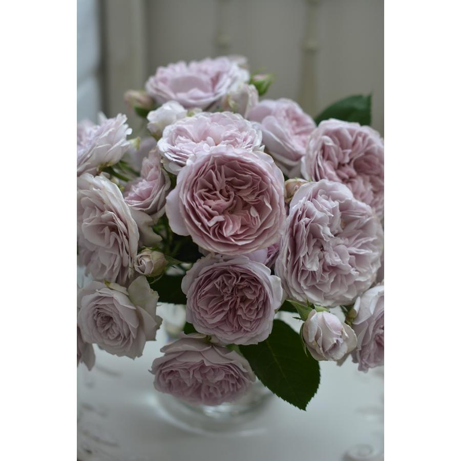 ル・ソワール（バラ苗：河本バラ園）大苗 《農林水産省 登録品種