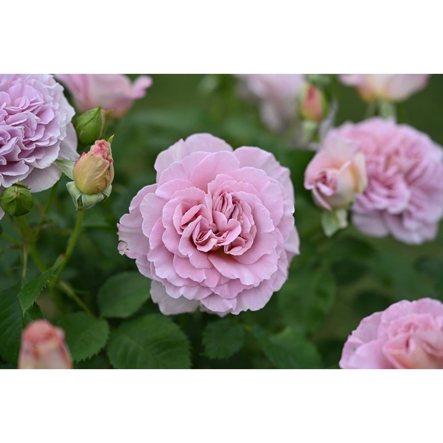 フリゼ（バラ苗：ドリュ） 大苗予約 7号鉢植え 《農林水産省 登録品種