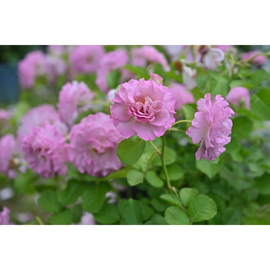 フリゼ（バラ苗：ドリュ） 大苗 7号鉢植え 《農林水産省 登録品種