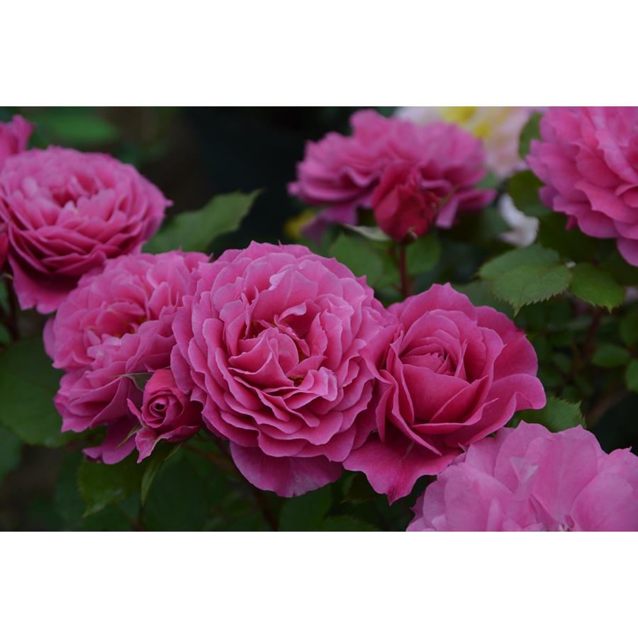 バラ苗　にゃおん様予約専用 パルミラ（バラ苗：ロサ・オリエンティス） 大苗予約 7号鉢植え 《種苗