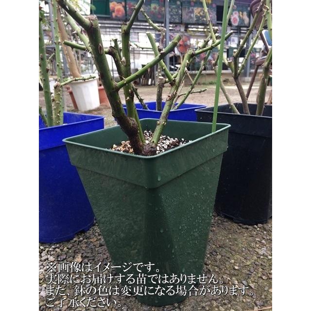 パルミラ（バラ苗：ロサ・オリエンティス） 大苗 7号鉢植え 《種苗登録