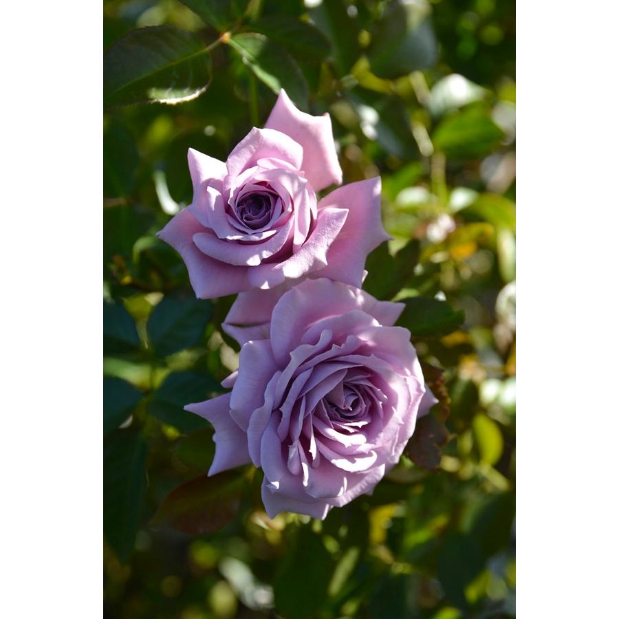 リリエンタール（バラ苗：ロサ・オリエンティス） 大苗 7号鉢植え