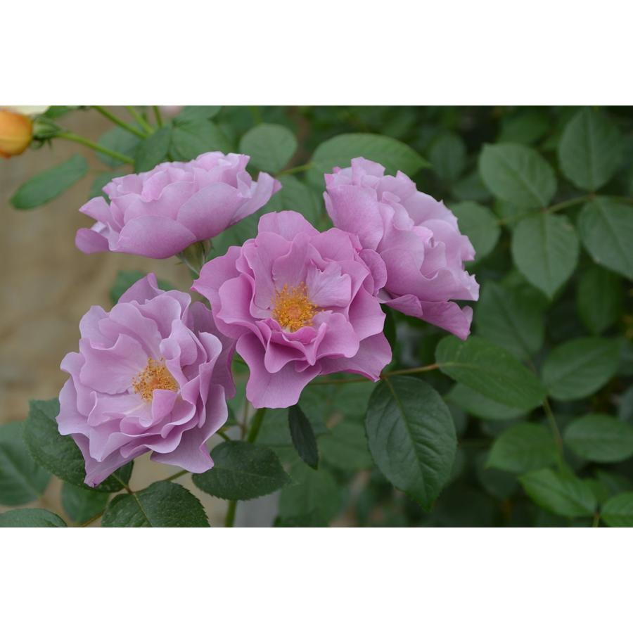 紫の上（バラ苗：ロサ・オリエンティス） 大苗予約 7号鉢植え 《種苗