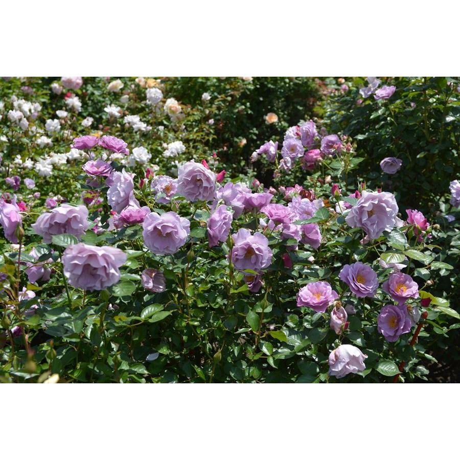 紫の上（バラ苗：ロサ・オリエンティス） 大苗予約 7号鉢植え 《種苗