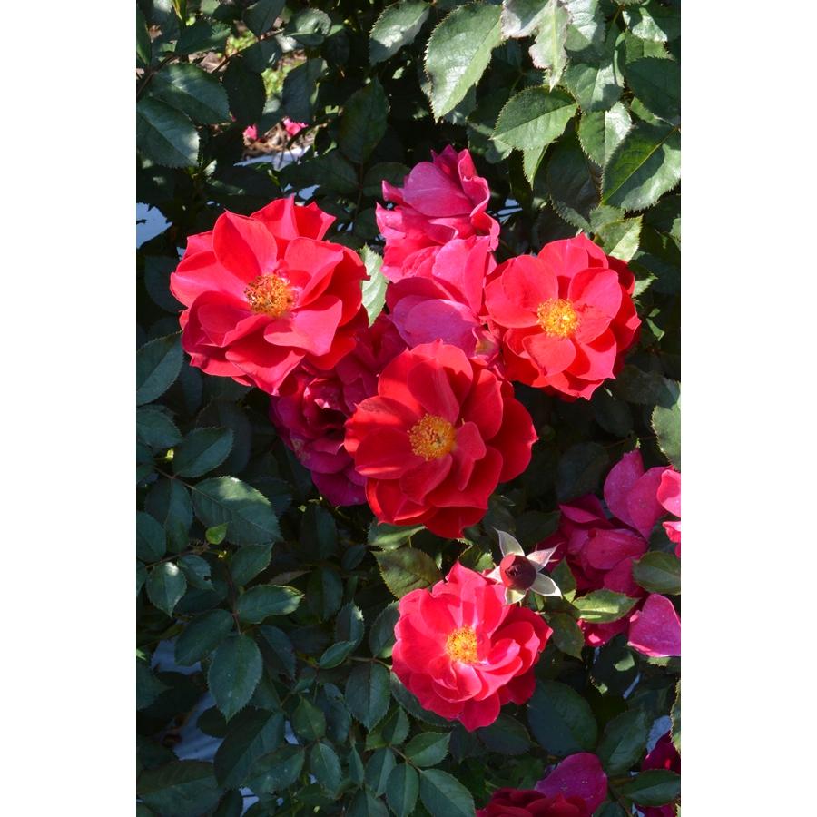 風姿花伝 紅（バラ苗：ロサ・オリエンティス） 大苗 7号鉢植え 《種苗