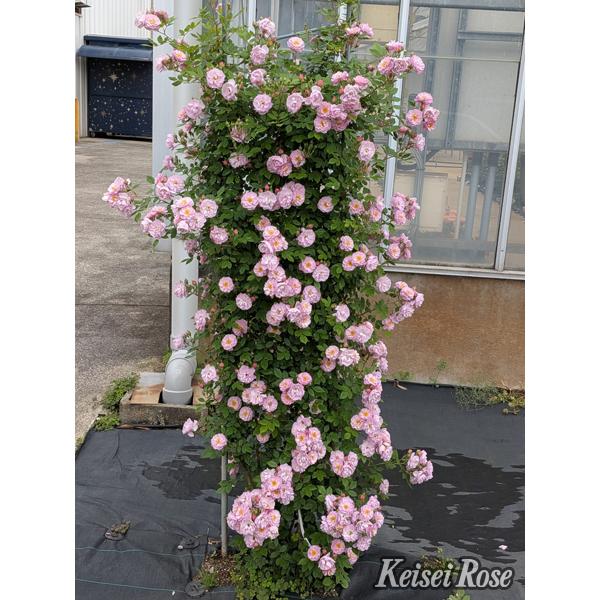 トゥインクル・ブローチ（バラ苗：つるバラ） 大苗 7号鉢植え 《農林
