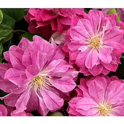 クレマチス パテンス八重系 (早咲き大輪系) ラナ １苗 2025秋 新作♡ クレマチス 'ラナ' 系統：パテンス八重系 12cmポット 及川フラ