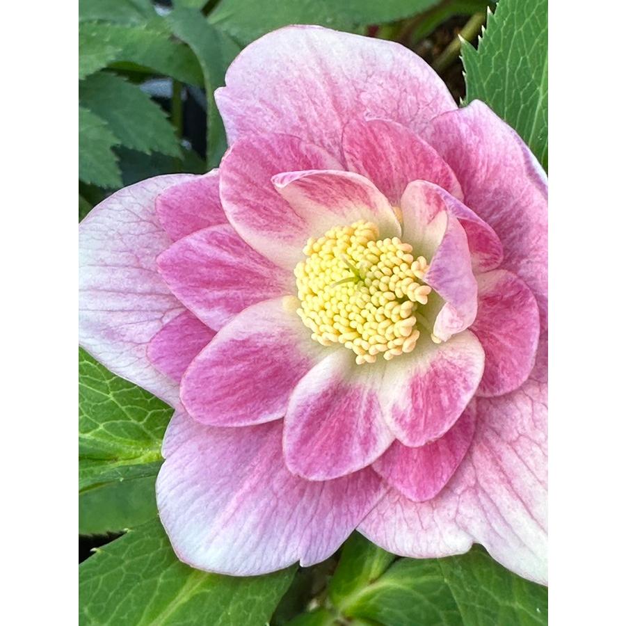 クリスマスローズ ウィンターシンフォニーシリーズ：クレオン交配