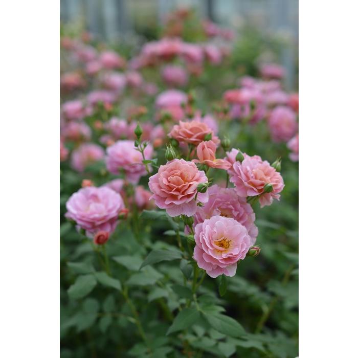 正規品　大苗　河本バラ園　グロッグ　ローズドゥメルスリー　7寸 グロッグ（バラ苗：kawamoto Rose Garden（河本バラ園） ローズ・ドゥ