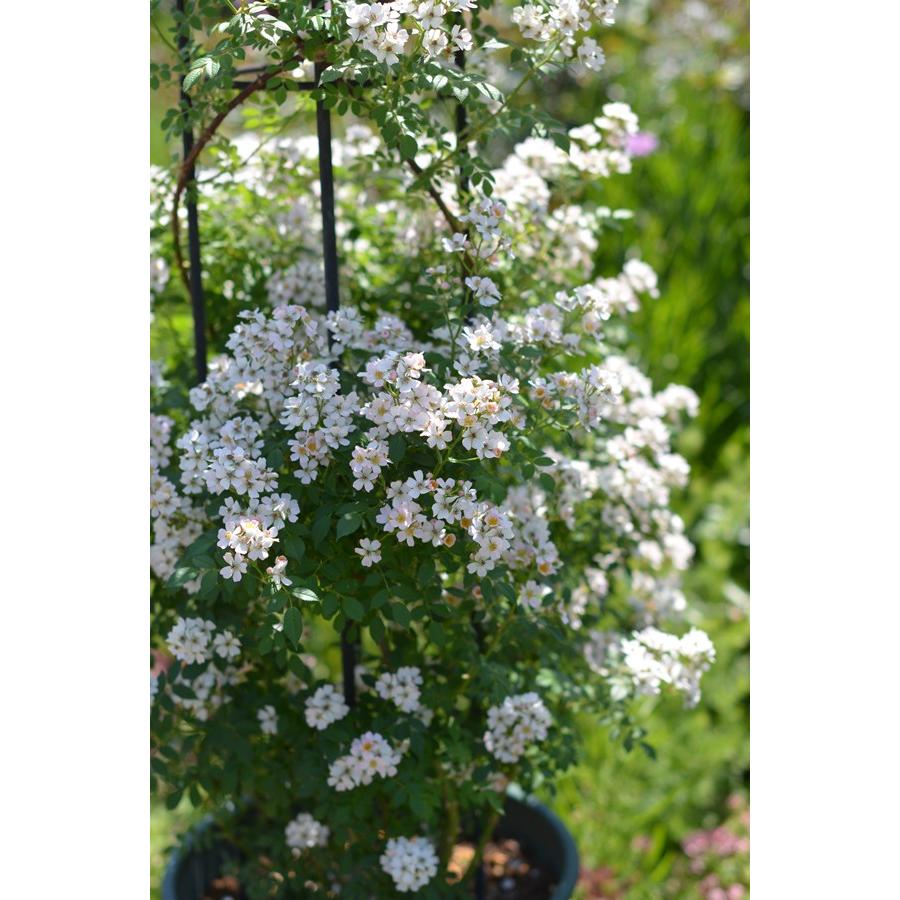 激レアバラ苗　　開花中　　超花持ち　7号鉢大苗 ニッセ（バラ苗：kawamoto Rose Garden（河本バラ園））大苗予約 7号