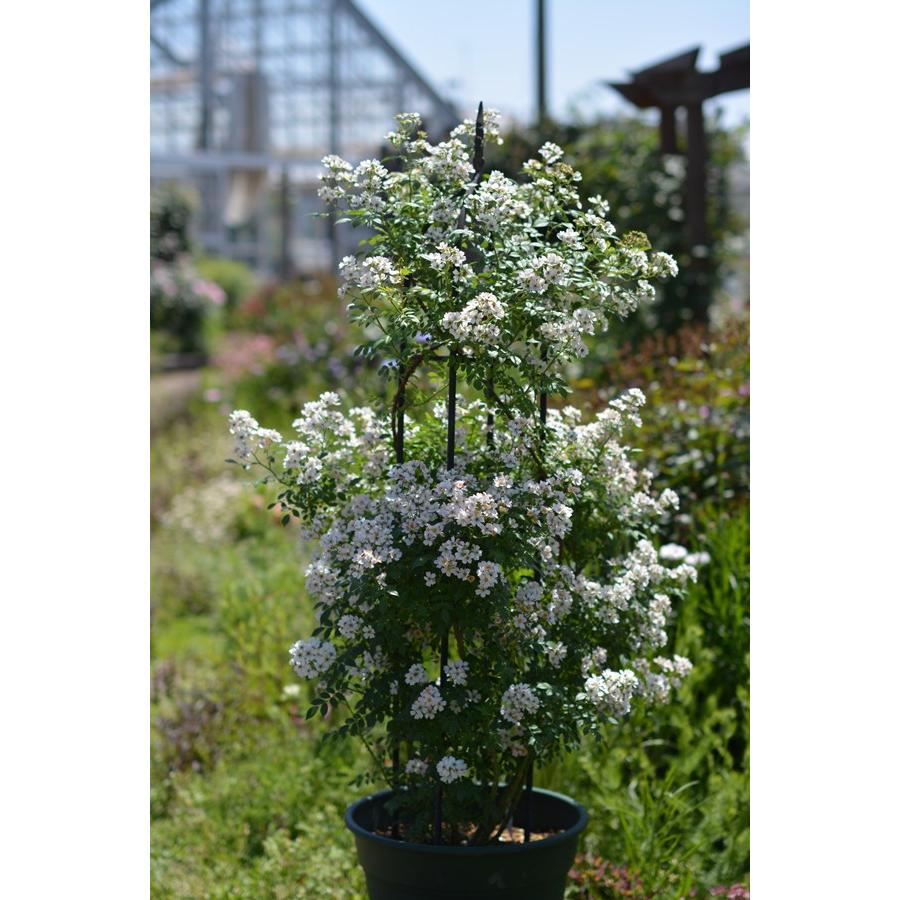 幻のバラ！？珍しいホワイトローズの苗(斑入り葉) ニッセ（バラ苗：kawamoto Rose Garden（河本バラ園））大苗予約 7号