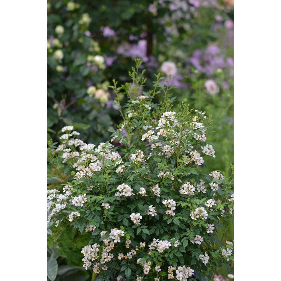 ニッセ（バラ苗：kawamoto Rose Garden（河本バラ園））大苗予約 7号