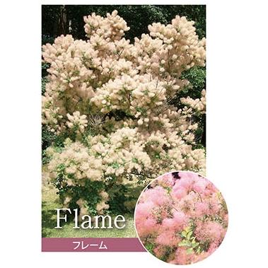 スモークツリー 'フレーム' ピンク〜赤紫花 耐寒性落葉低木 6号鉢植え