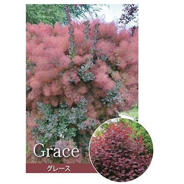 スモークツリー 'グレース' 赤紫花 耐寒性落葉低木 6号鉢植え : 大神