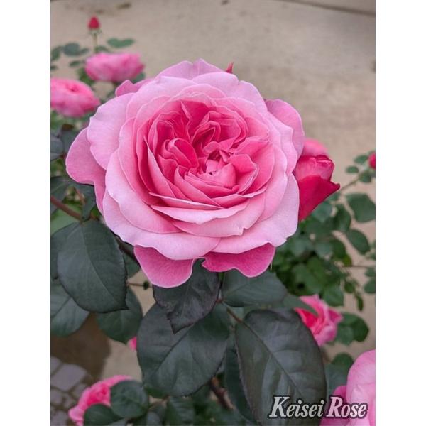 花雫（バラ苗：四季咲き中輪房咲き系）大苗予約 7号鉢植え 《品種登録