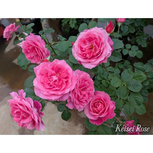 花雫（バラ苗：四季咲き中輪房咲き系）大苗予約 7号鉢植え 《品種登録