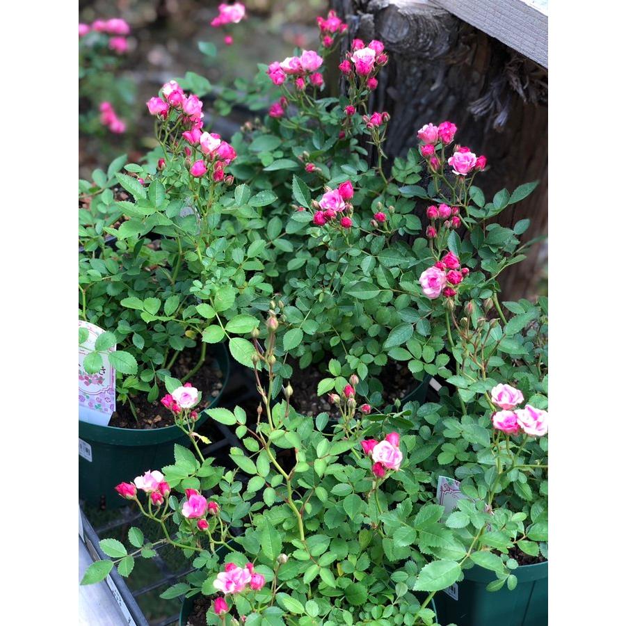 ミニバラ 'みさき' 5号スリット鉢植え バラ苗 : 大神ファームYahoo!店