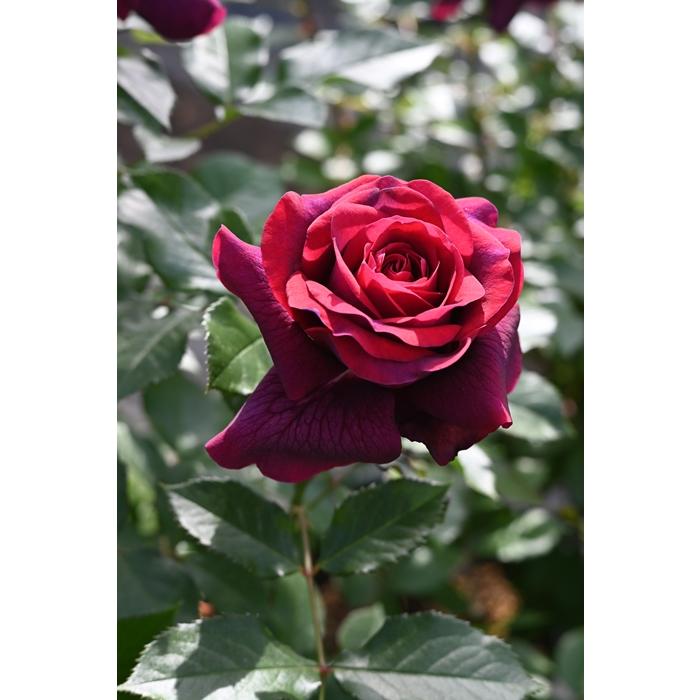 優駿（バラ苗：kawamoto Rose Garden（河本バラ園））大苗予約 7号