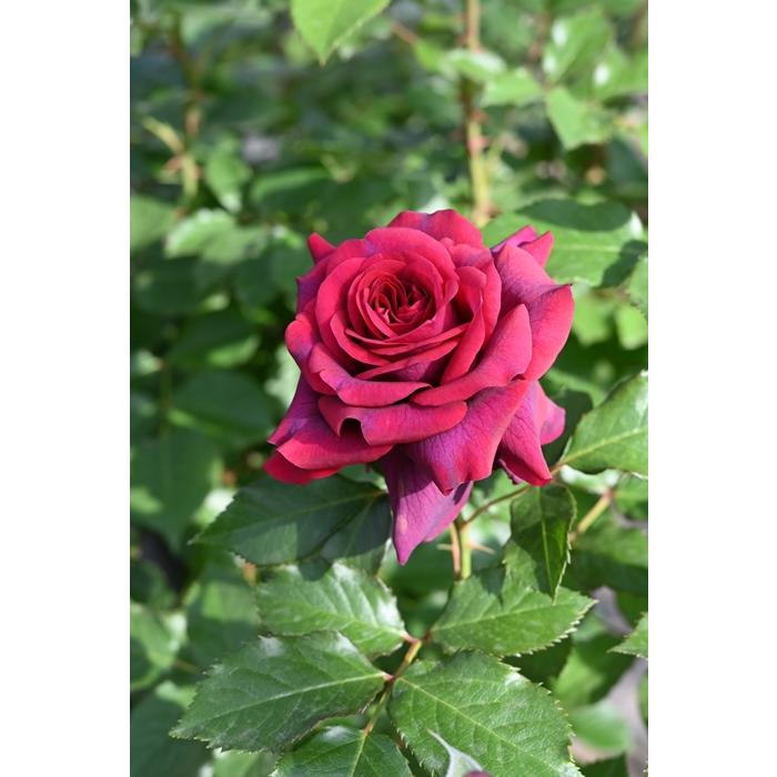 優駿（バラ苗：kawamoto Rose Garden（河本バラ園））大苗予約 7号