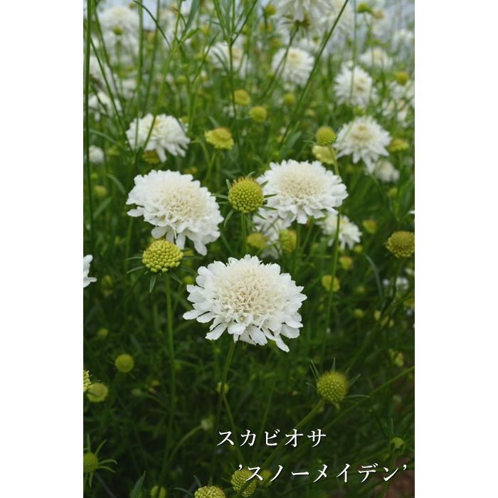 スカビオサ 耐寒性宿根草 3号（9cm）ロングポット : 大神ファームYahoo
