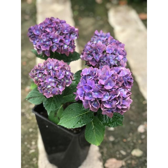 ハイドランジア 'マジカルチョコレート' 6号鉢植え 秋色アジサイ