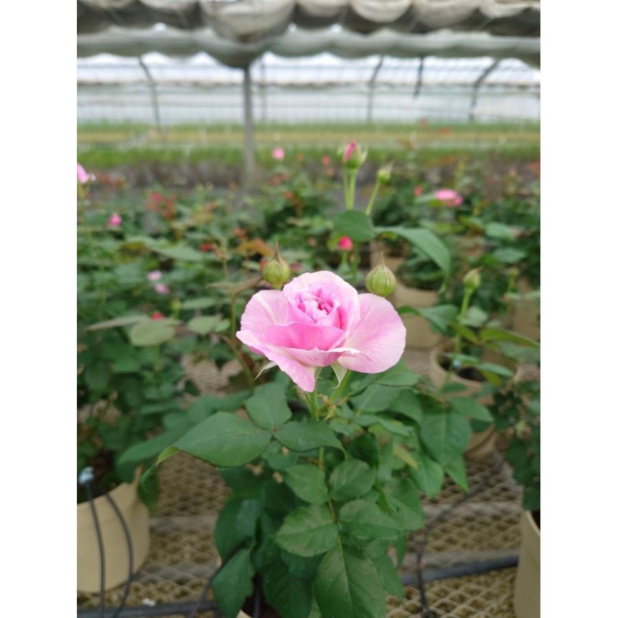 奇跡のバラ「カメオ」接木苗 大株7号鉢 芳香種・希少品種 花木 薔薇 カメオ（大苗） 7号鉢植え バラ苗 四季咲き 奇跡のバラ : 大神ファーム