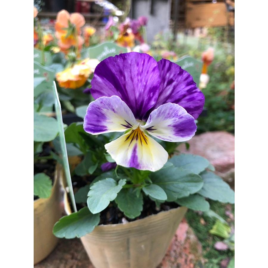 ビオラ 'エボルベ・ストライプ' 一年草 10.5cmポット （花色指定不可