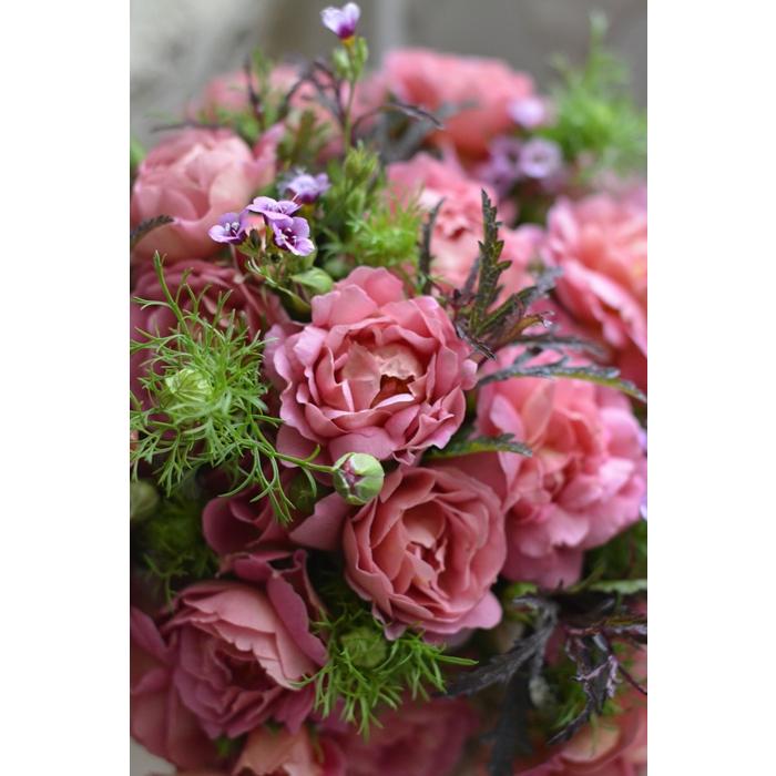 グロッグ（バラ苗： 河本バラ園 Kawamoto Rose Garden） 新苗 7号