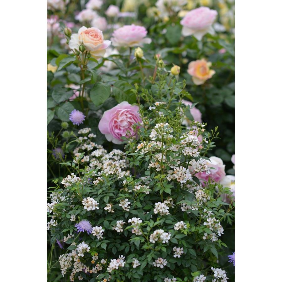 ニッセ（バラ苗： 河本バラ園 Kawamoto Rose Garden） 新苗 7号鉢植え
