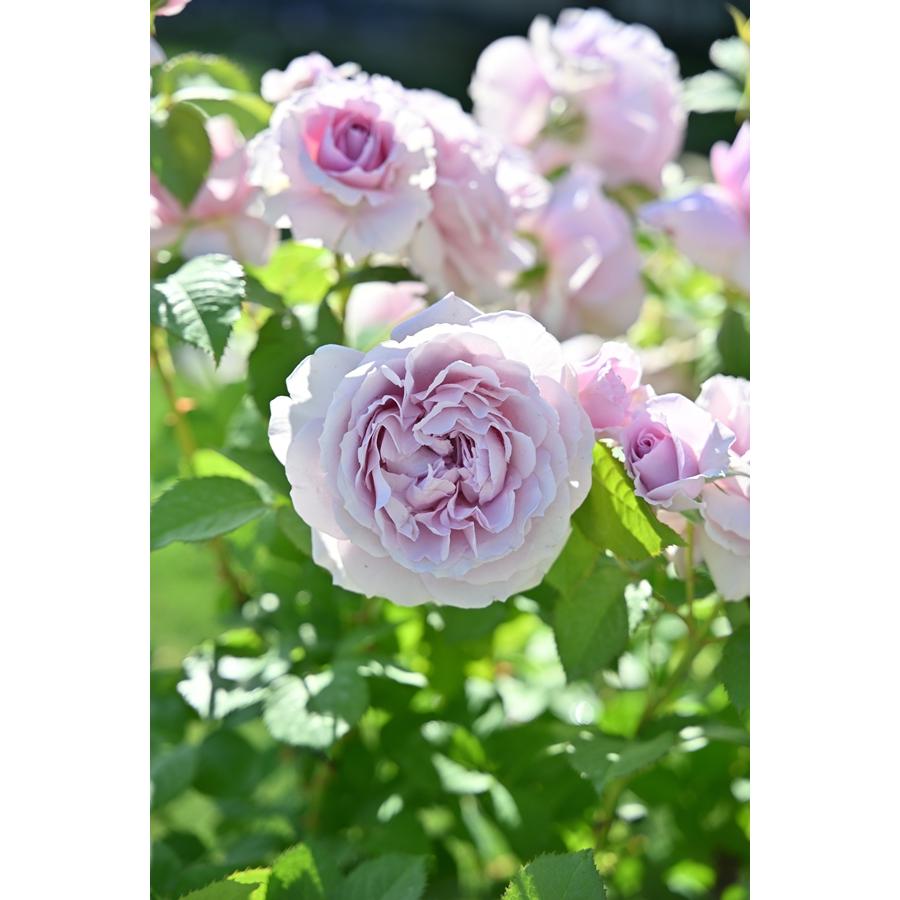 レミエル（新苗）7号鉢植え kawamoto Rose Garden（河本バラ園
