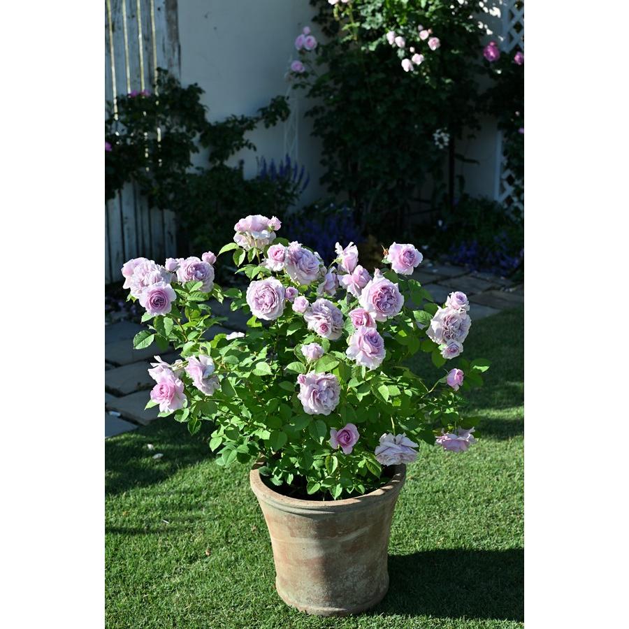レミエル（新苗）7号鉢植え kawamoto Rose Garden（河本バラ園