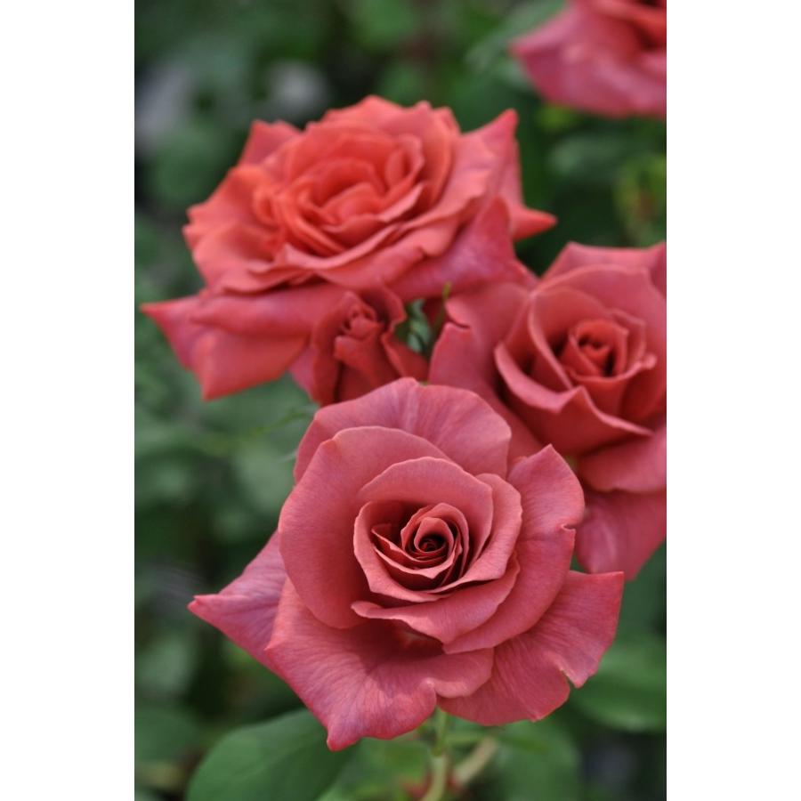 バラ 苗 ブラック ティーの商品一覧 通販 Yahoo ショッピング