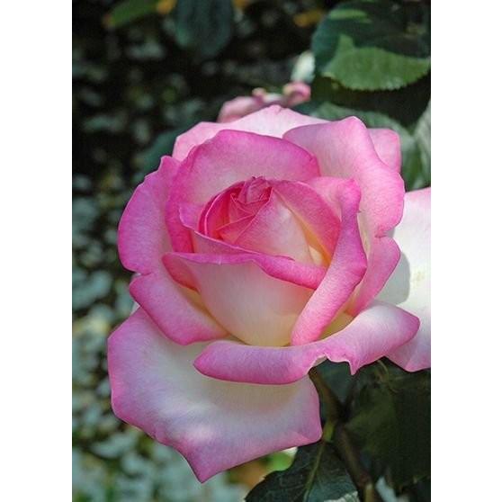 のこのこリンク 人気切花バラ 大苗（ココット） プリンセス・ドゥ・モナコ（バラ苗：四季咲き大輪系） 新苗 : 大神
