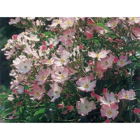 冬バーゲン バレリーナ バラ苗 オールドローズ 新苗 Globescoffers Com