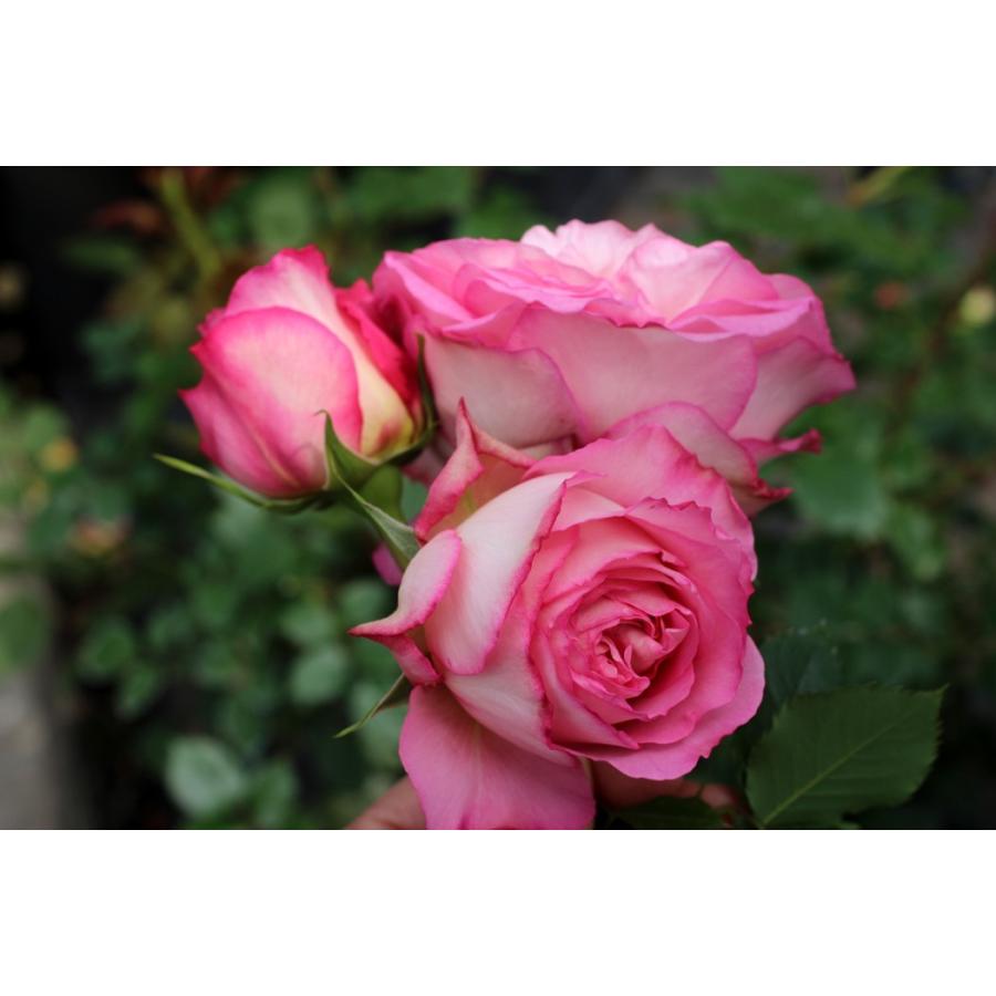 モニーク ヴイグ バラ苗 ギヨー社 卸売 契約品種 フランス 新苗予約