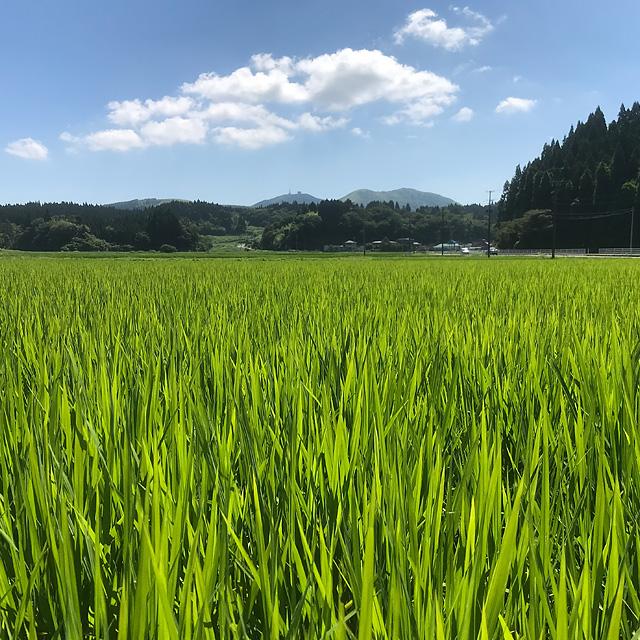 高桑ファーム 男鹿天然にがり栽培 あきたこまち「なまはげにがり米」1kg | ブランド登録なし | 03