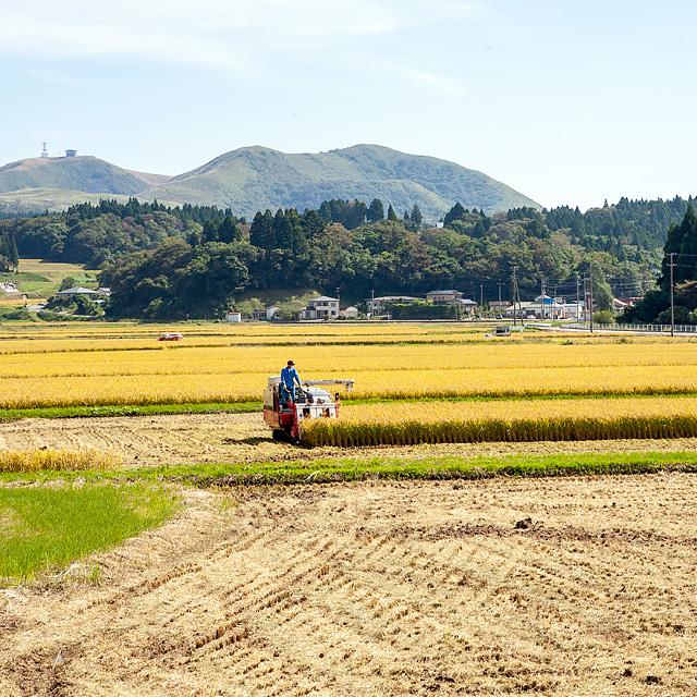高桑ファーム 男鹿天然にがり栽培 あきたこまち「なまはげにがり米」1kg | ブランド登録なし | 06