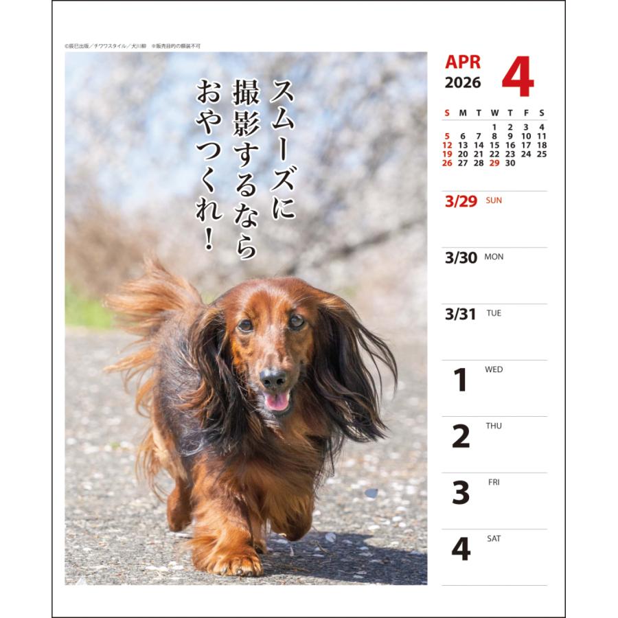 アートプリントジャパン 2026年 ダックス犬川柳 （週めくり）卓上