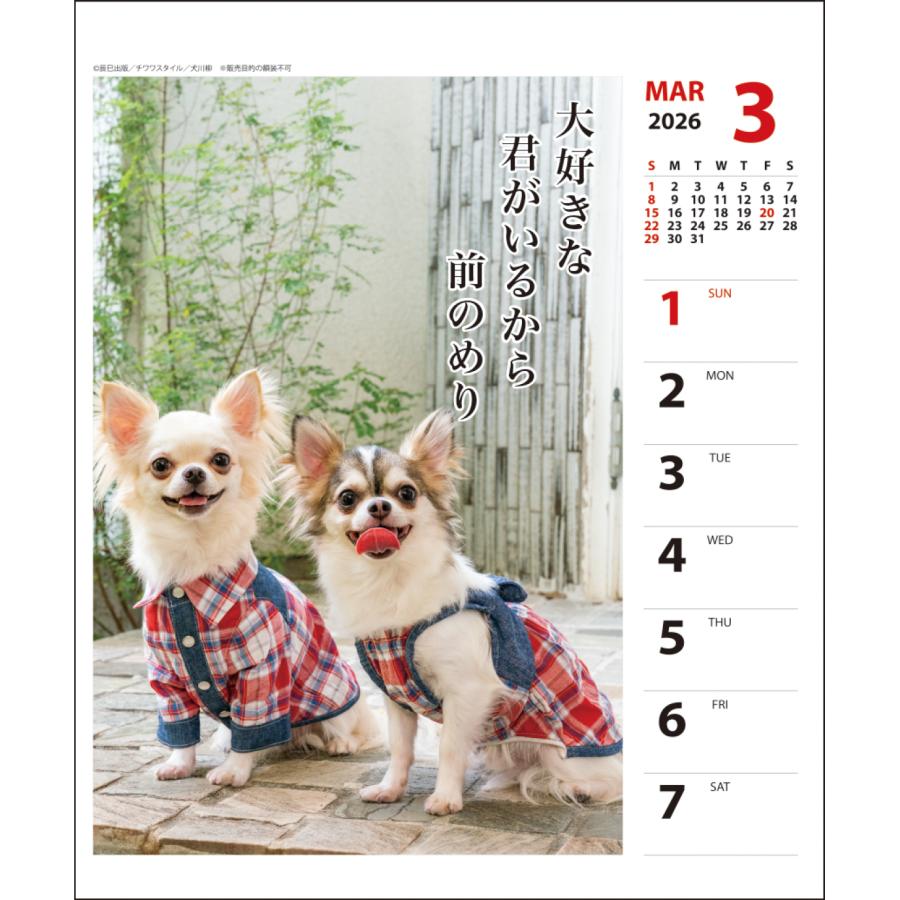 チワワページ MIX（チワワ×ペキニーズ） | さいたま市の有限会社ぽちプラザ