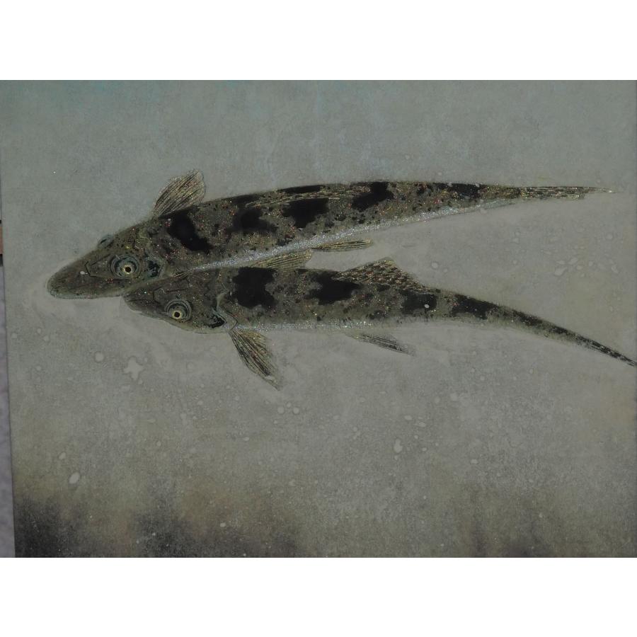 磯部茂樹 絵画 【代表作】 ≪ かまつか ≫ 日本画 カマツカ 湖魚 共