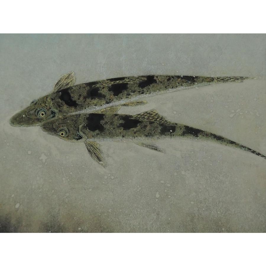 磯部茂樹 絵画 【代表作】 ≪ かまつか ≫ 日本画 カマツカ 湖魚 共