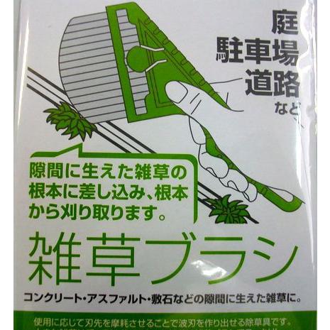 食用ほおずき　挿し穂　挿し木　挿し枝　根なし　ネコポス箱 挿し木