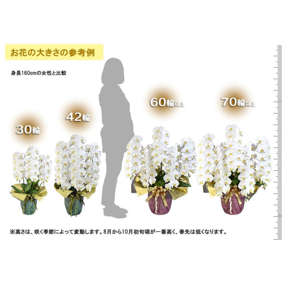 大輪 胡蝶蘭 5本立ちオレアル 会社設立 オープン 内祝い スタンド 大輪 お悔や花 お供え 葬儀 葬式 仏事 法事 １回忌 献花 おしゃれ Kuor 5for 花広場 通販 Yahoo ショッピング