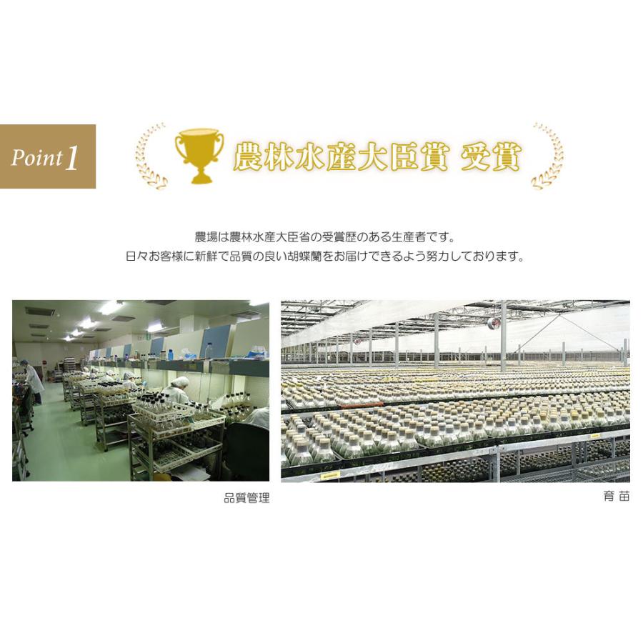 【公式】 お中元 胡蝶蘭 大輪7本立ち77輪以上 白 会社設立 オープン 内祝い スタンド 大輪 ３本立ち ５本立ち お悔や花 お供え 葬儀 葬式 仏事 法事 １回忌 献花 おしゃれ 【EIM8530484172】(30631円)