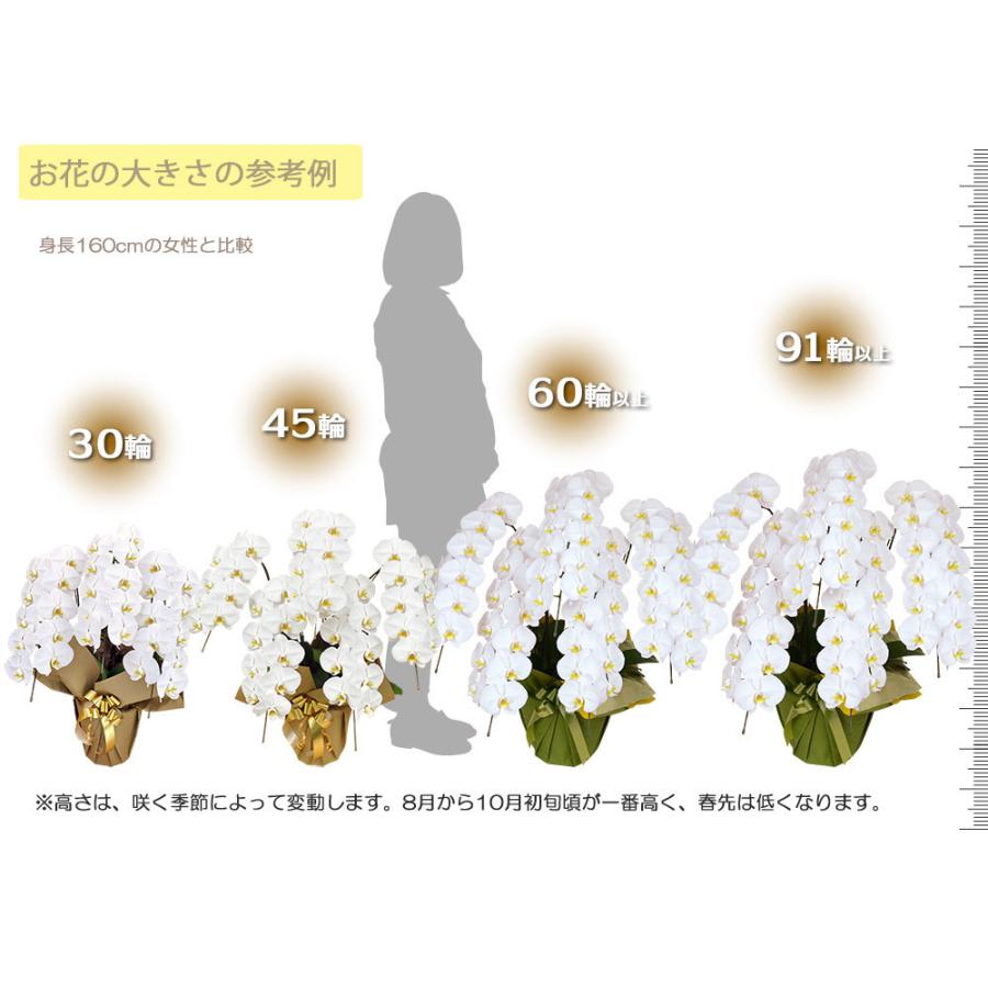 【公式】 お中元 胡蝶蘭 大輪7本立ち77輪以上 白 会社設立 オープン 内祝い スタンド 大輪 ３本立ち ５本立ち お悔や花 お供え 葬儀 葬式 仏事 法事 １回忌 献花 おしゃれ 【EIM8530484172】(30631円)