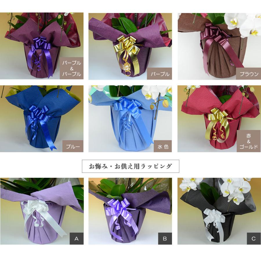 【公式】 お中元 胡蝶蘭 大輪7本立ち77輪以上 白 会社設立 オープン 内祝い スタンド 大輪 ３本立ち ５本立ち お悔や花 お供え 葬儀 葬式 仏事 法事 １回忌 献花 おしゃれ 【EIM8530484172】(30631円)